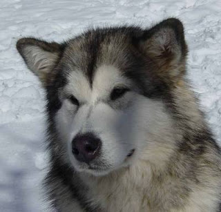 rostro-alaskan-malamute
